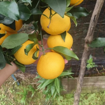 爱媛果冻橙