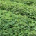 檫木杯苗奉新县邹家苗圃基地大量供应欢迎老板来电洽谈