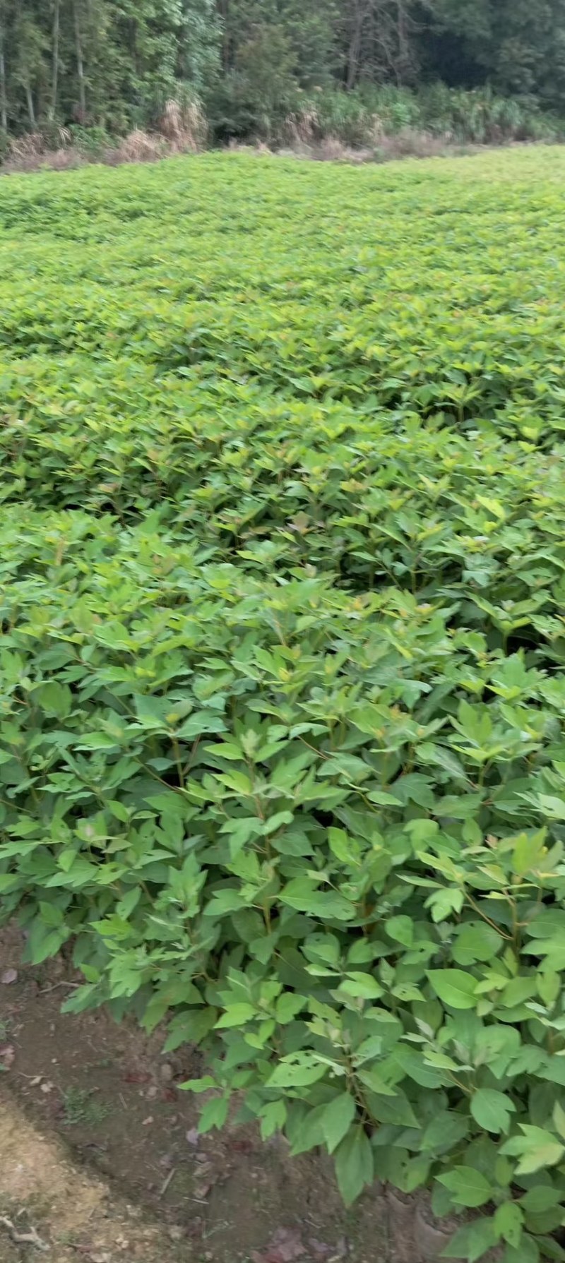 檫木杯苗奉新县邹家苗圃基地大量供应欢迎老板来电洽谈