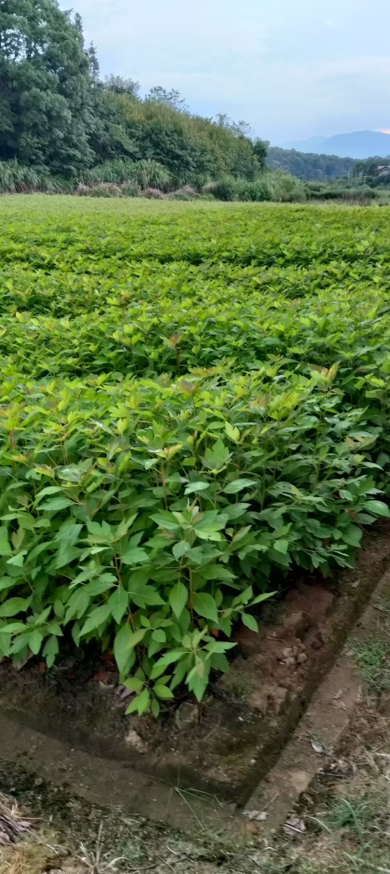 檫木杯苗奉新县邹家苗圃基地大量供应欢迎老板来电洽谈