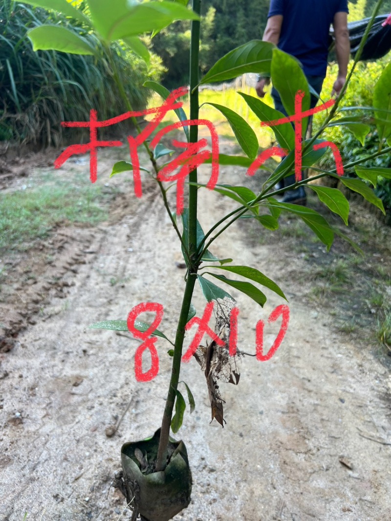 楠木杯苗邹家苗圃大量供应浙江楠，闽楠欢迎老板来电洽谈