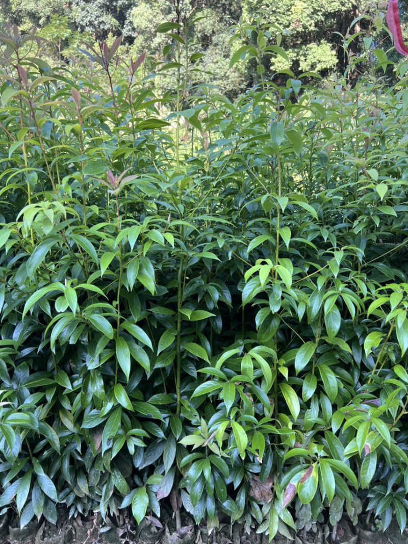 楠木杯苗邹家苗圃大量供应浙江楠，闽楠欢迎老板来电洽谈