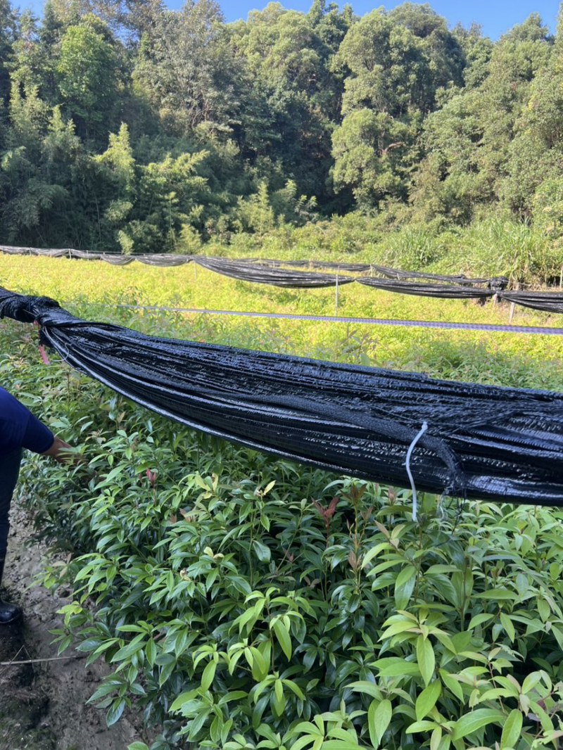 楠木杯苗邹家苗圃大量供应浙江楠，闽楠欢迎老板来电洽谈