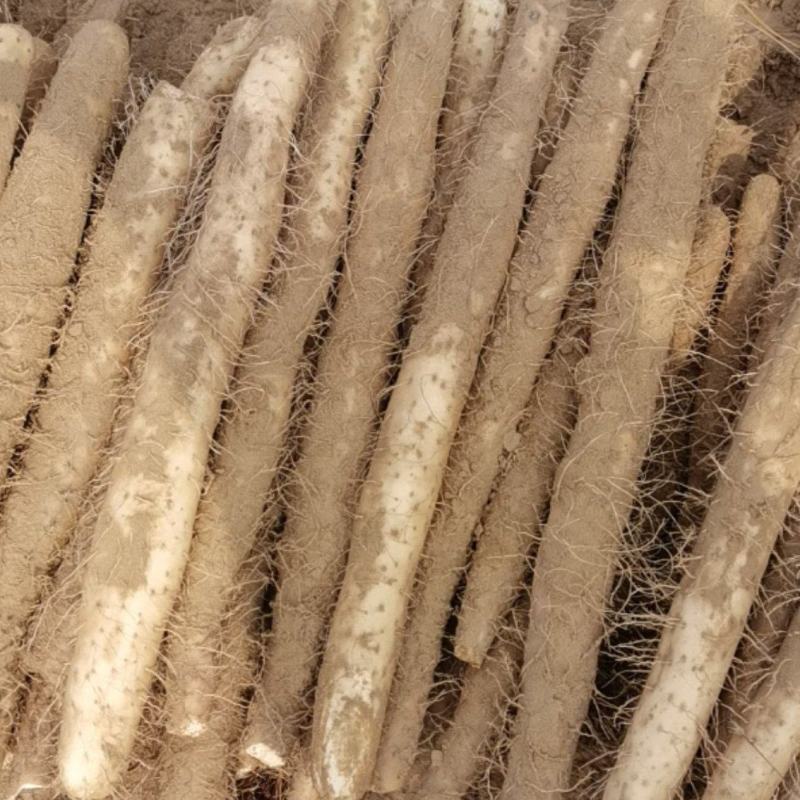 白玉山药