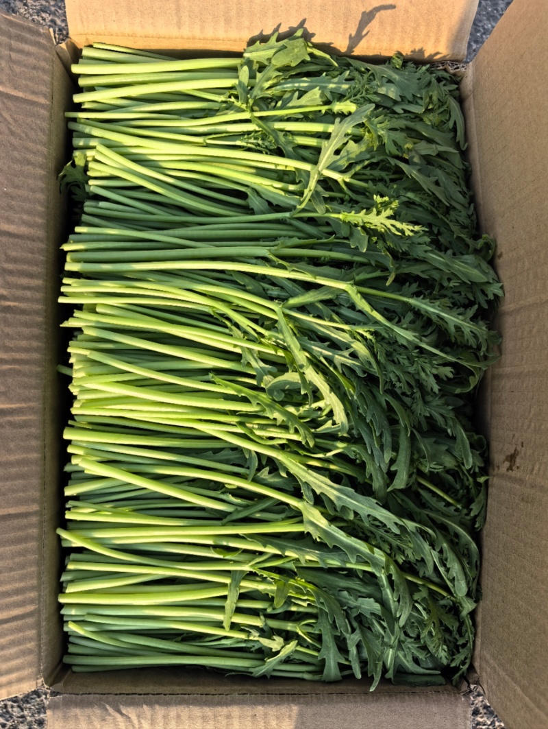精品茼蒿淮安本地茼蒿一手货源产地直发视频看货
