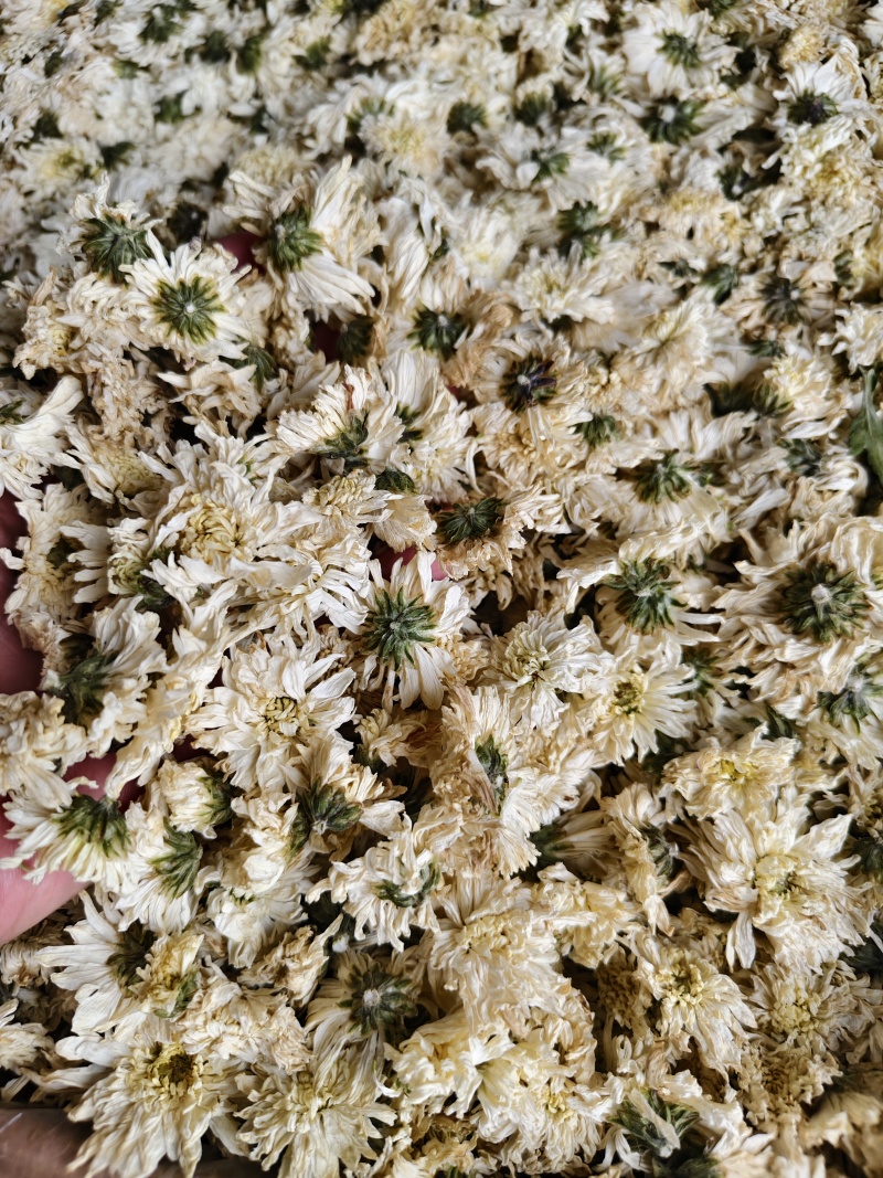 七月菊批发零售七月菊干花量大从优