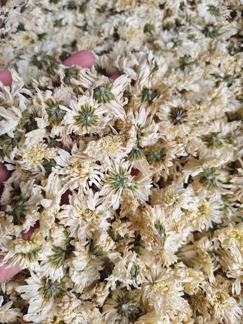 七月菊批发零售七月菊干花量大从优