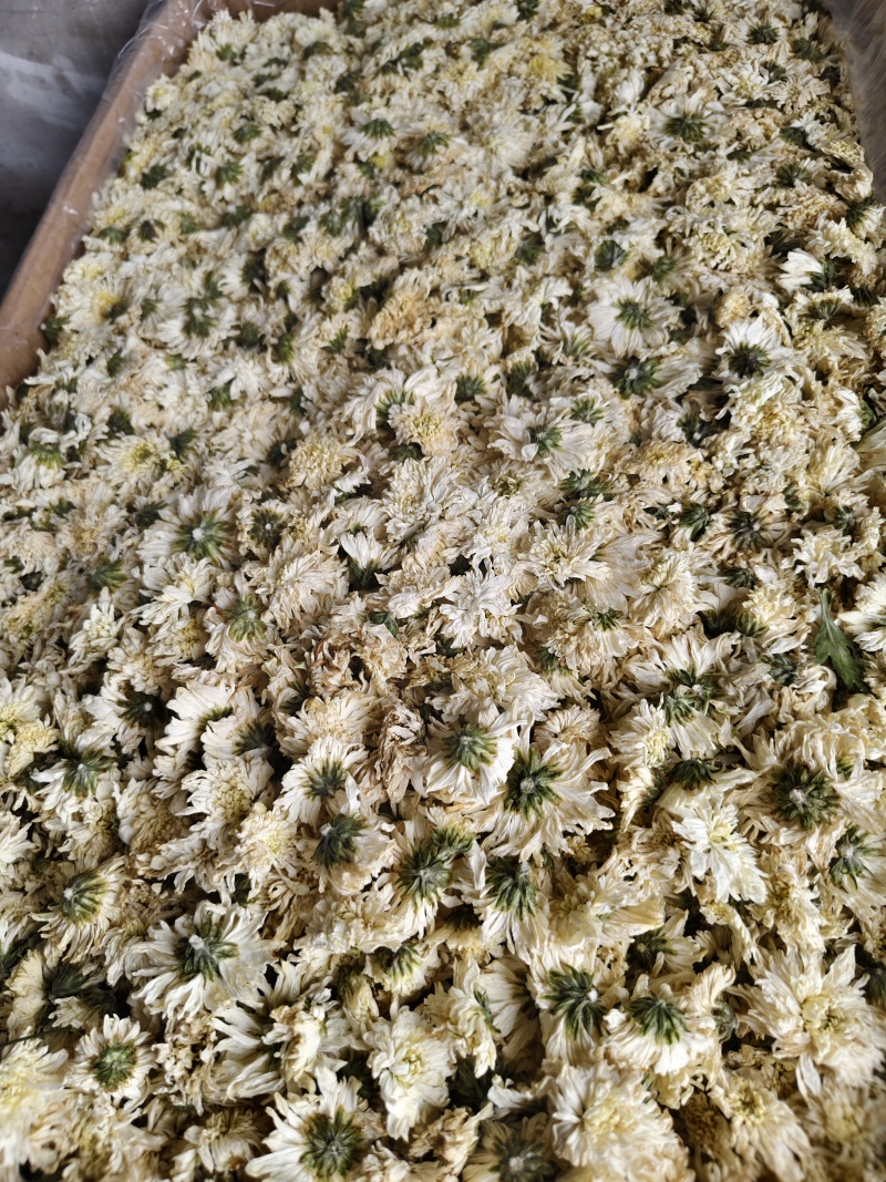 七月菊批发零售七月菊干花量大从优
