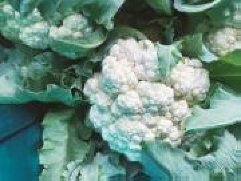 精品菜花通许花菜白面青梗产地直发