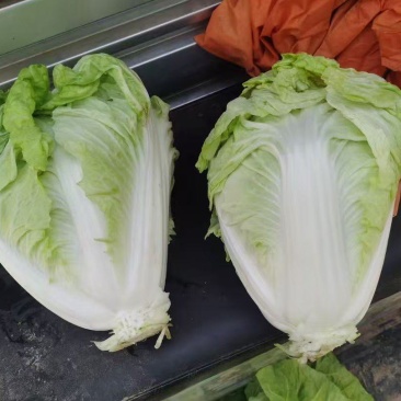 河南夏阳白夏阳白菜鸡腿白菜黄心白菜新乡小包欢迎来电