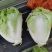 河南夏阳白夏阳白菜鸡腿白菜黄心白菜新乡小包欢迎来电