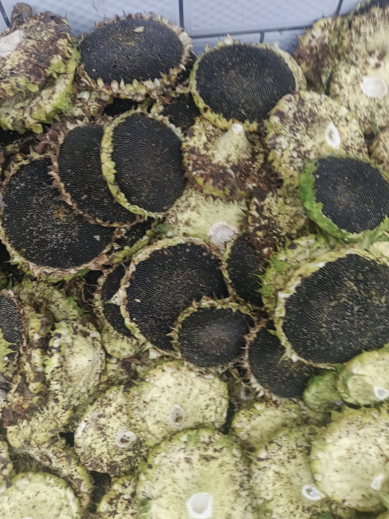 油葵瓜子