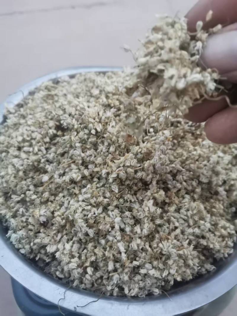甘肃野生羊胡子花白头翁花货源充足量大从优质量保证欢迎咨询