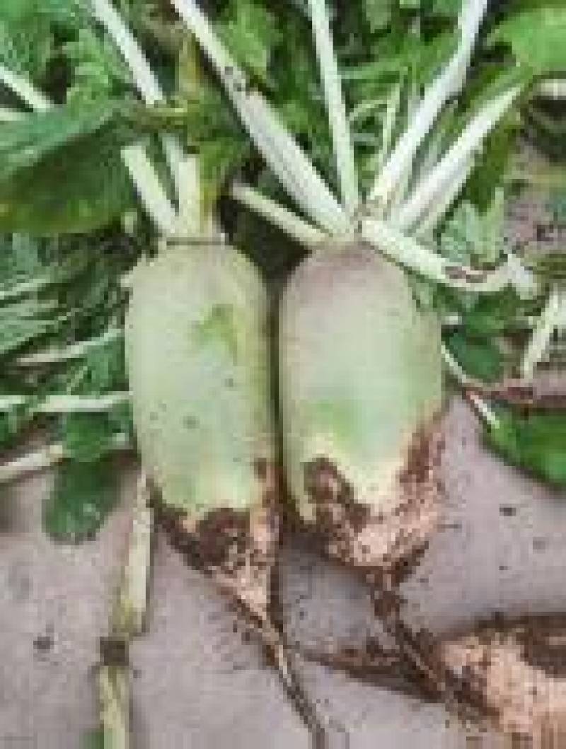 精品青萝卜大量供应来电萝卜全国发货欢迎来电采购