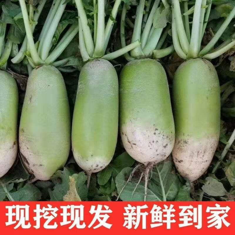 精品青萝卜大量供应来电萝卜全国发货欢迎来电采购