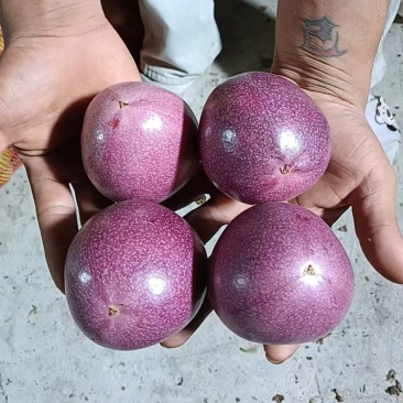 钦蜜88号纯甜批发