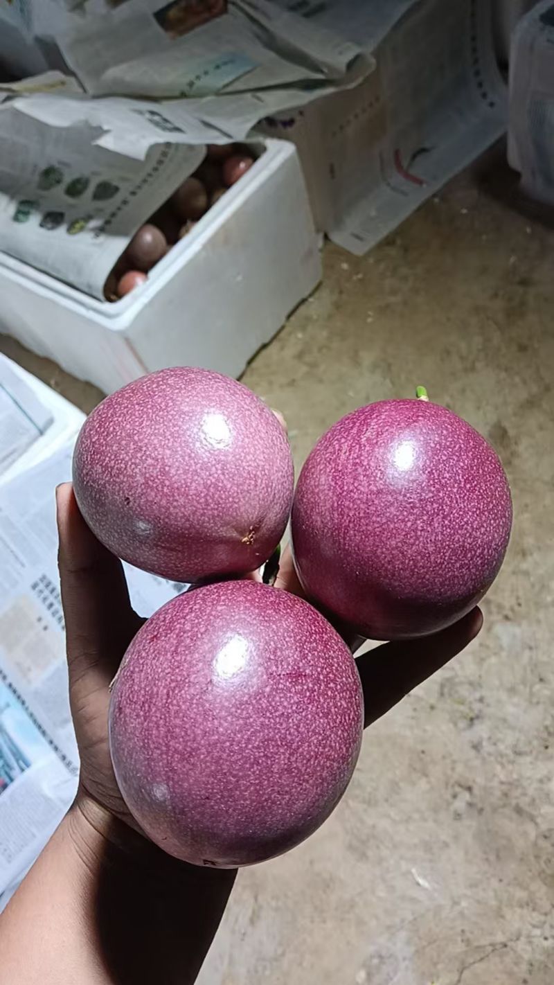 钦蜜88号纯甜批发