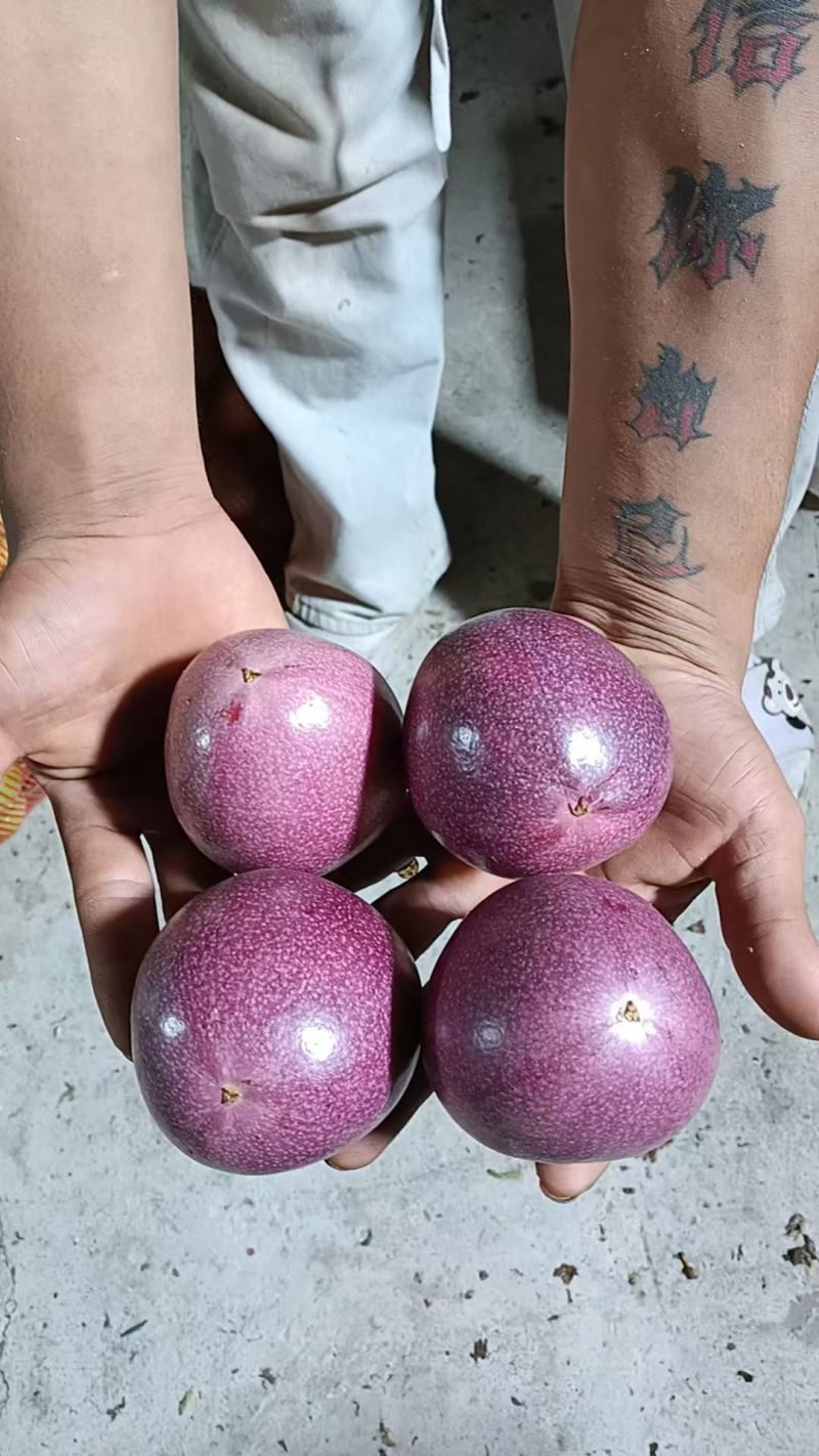 钦蜜88号纯甜批发