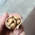 25年新货一手资源质量保证包退薄皮核桃