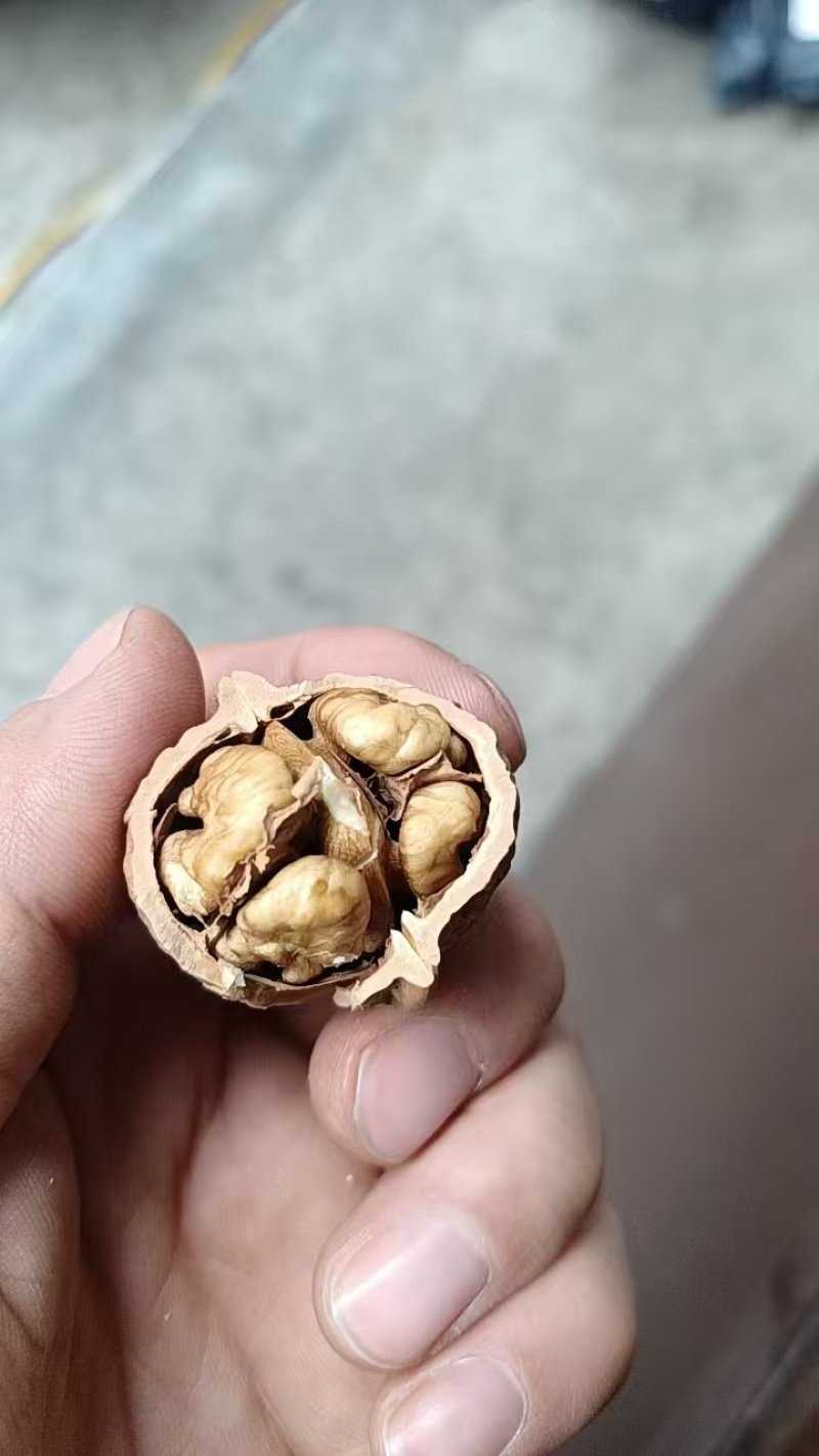 25年新货一手资源质量保证包退薄皮核桃