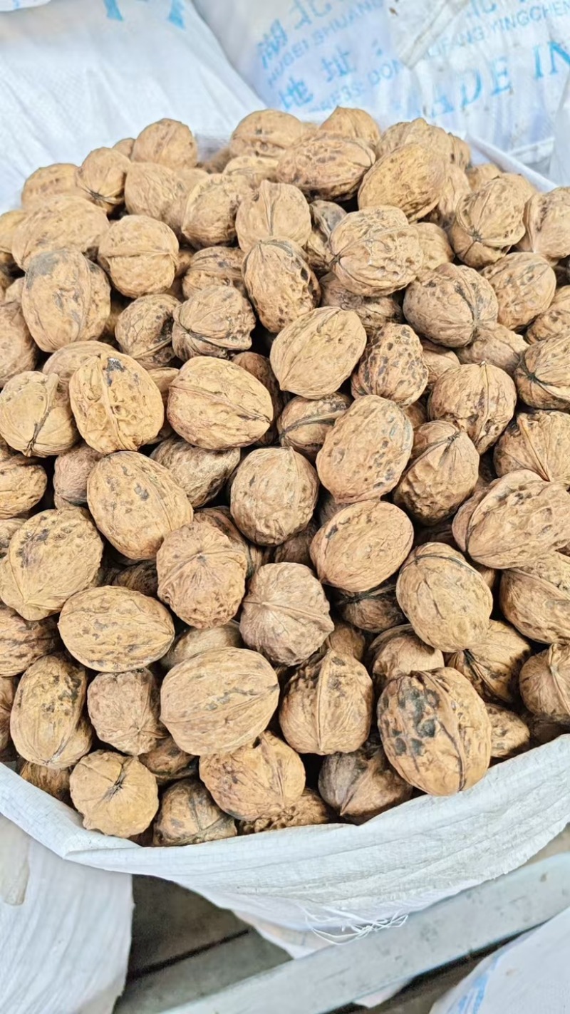 25年新货一手资源质量保证包退薄皮核桃