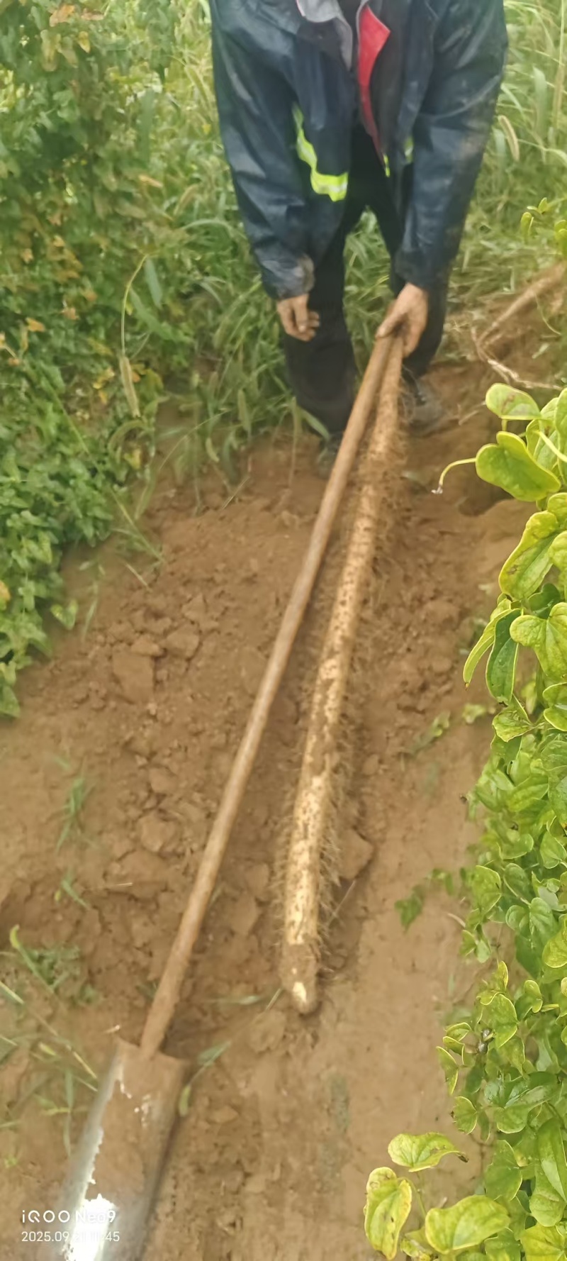 精品白玉山药品质保证产地直发价格优惠诚信经营