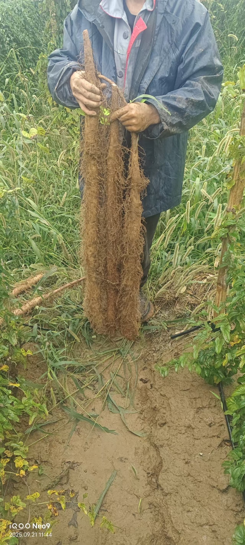 精品白玉山药品质保证产地直发价格优惠诚信经营