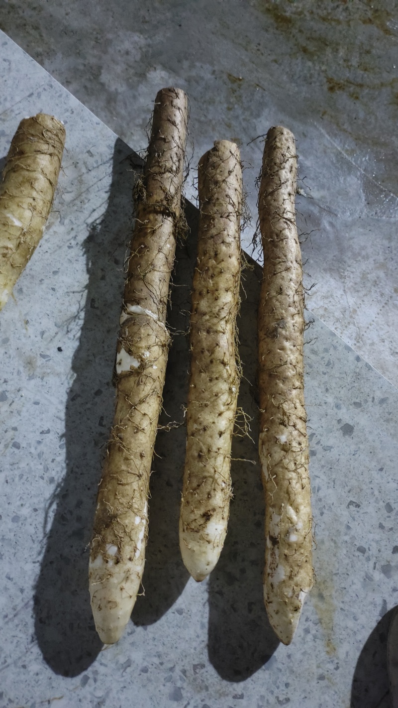 精品白玉山药品质保证产地直发价格优惠诚信经营
