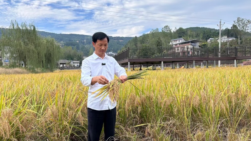 良缘常规水稻