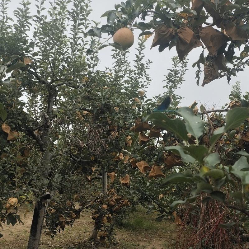 陕西苹果