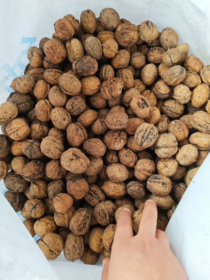 25年新货一手资源质量保证包退薄皮核桃