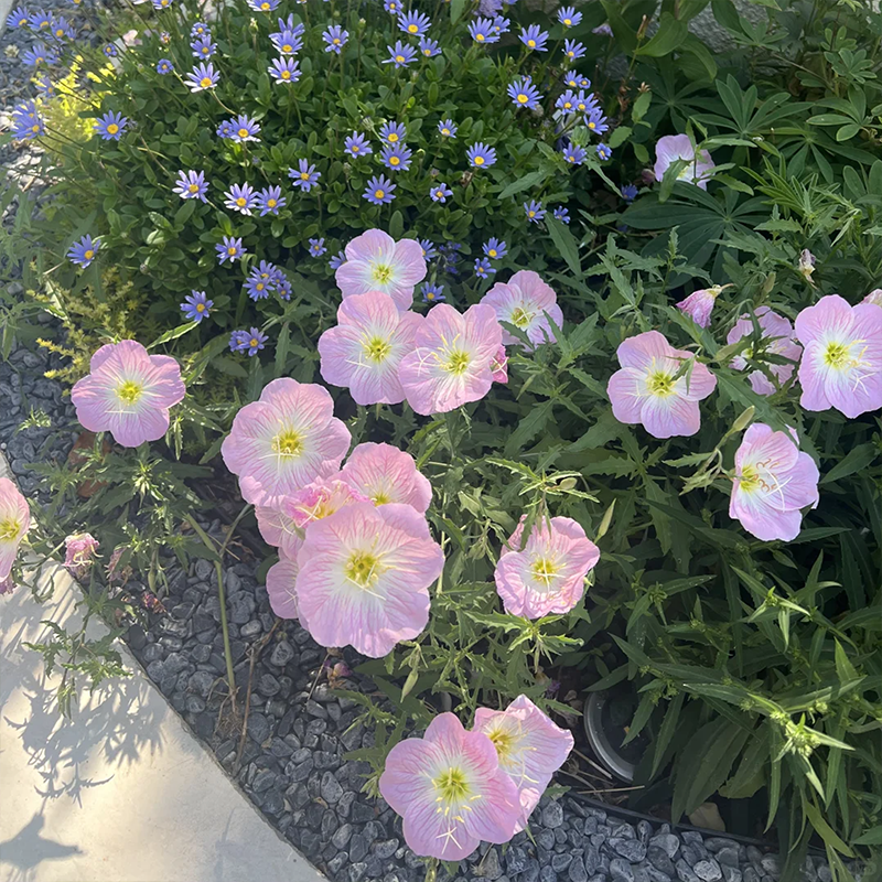 美丽月见草花种子四季播种开花易活花籽阳台花卉庭院室外花种