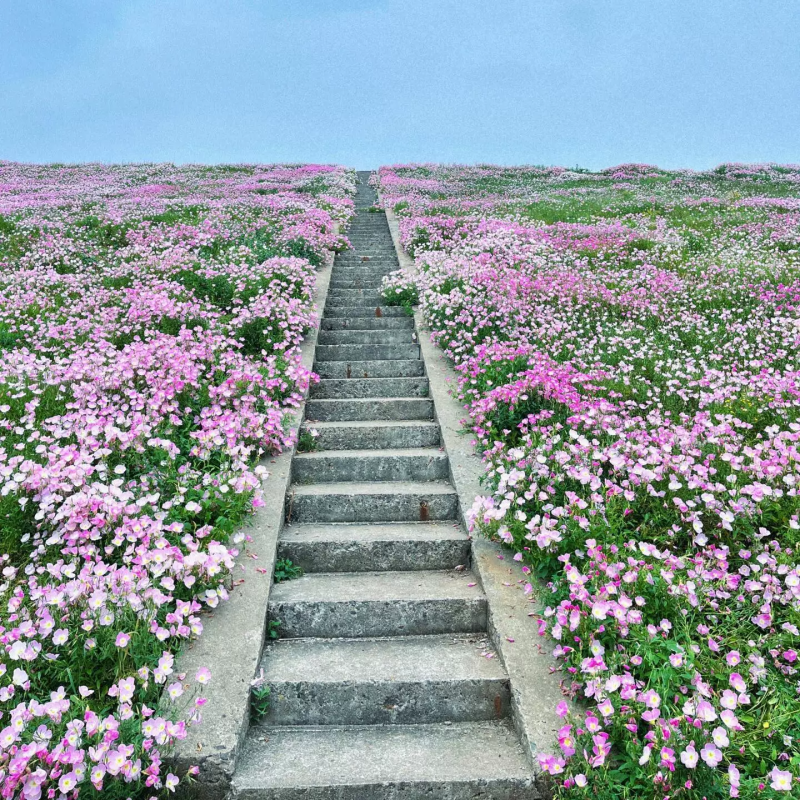 美丽月见草花种子四季播种开花易活花籽阳台花卉庭院室外花种