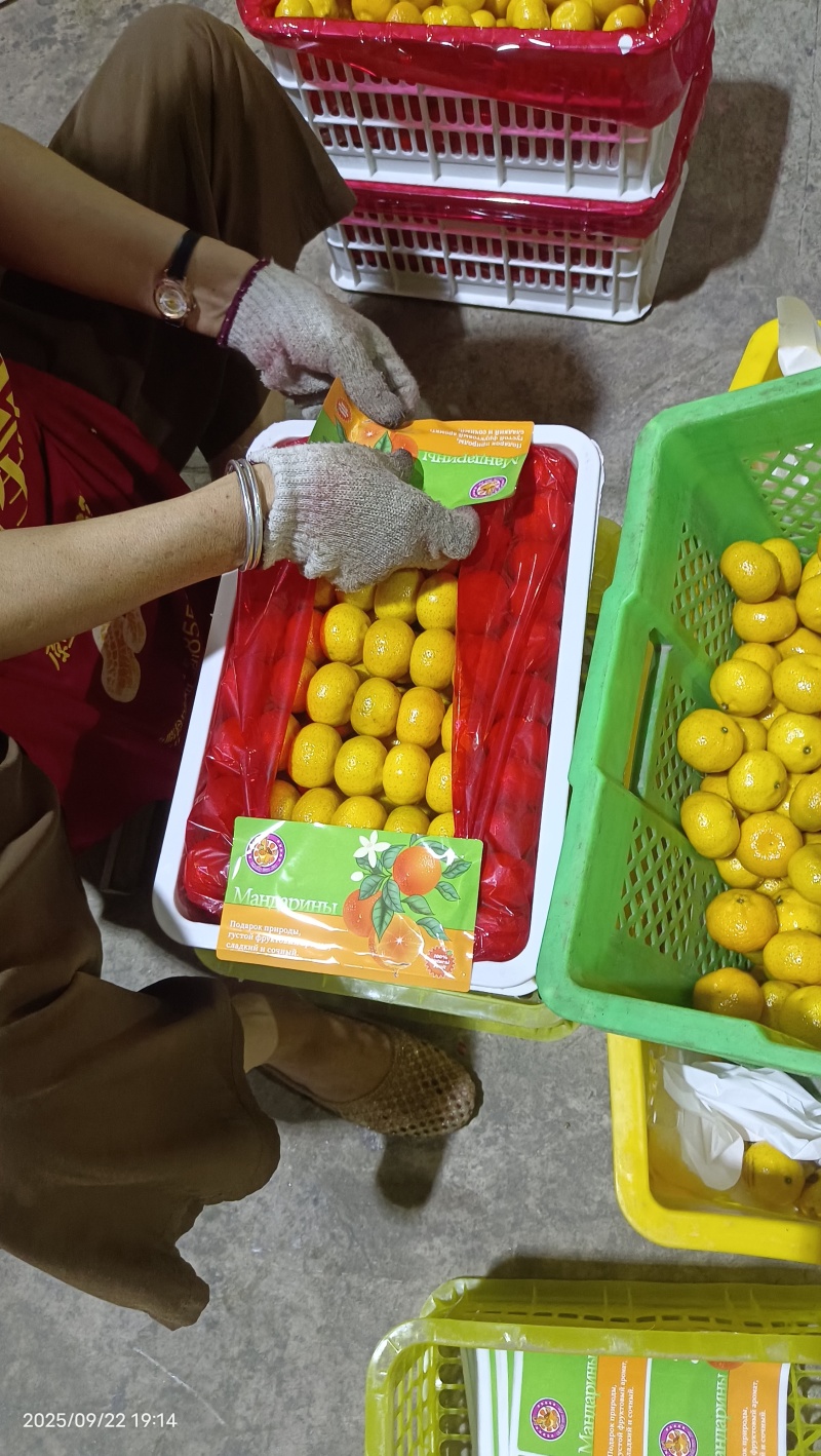 南风蜜桔贡桔万亩基地开园。大量接单出口果。大吨位出货