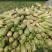 青头萝卜，大量有现货，无空芯，无虫咬，无病害，质量好