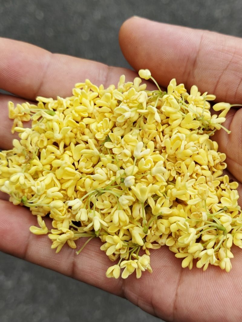 出售鲜桂花