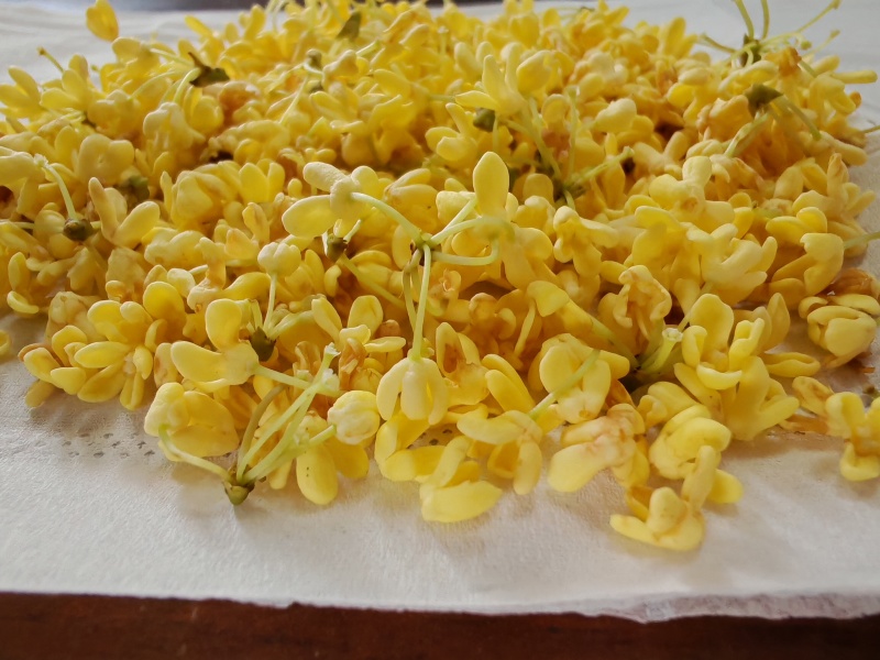 出售鲜桂花