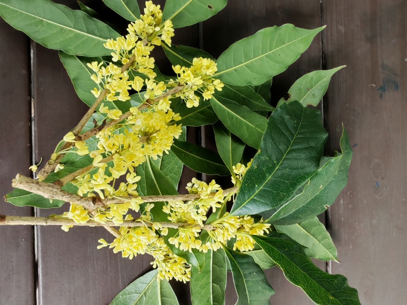 出售鲜桂花