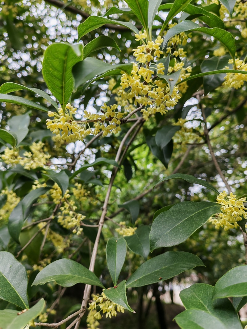 出售鲜桂花