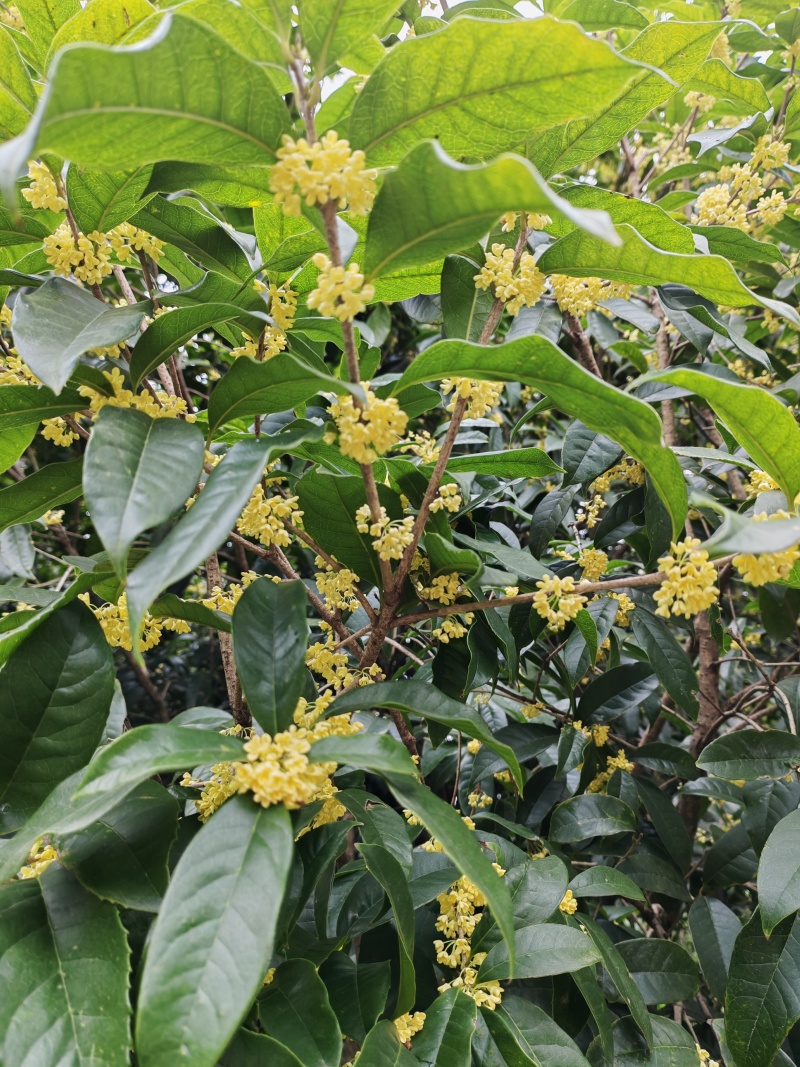 出售鲜桂花