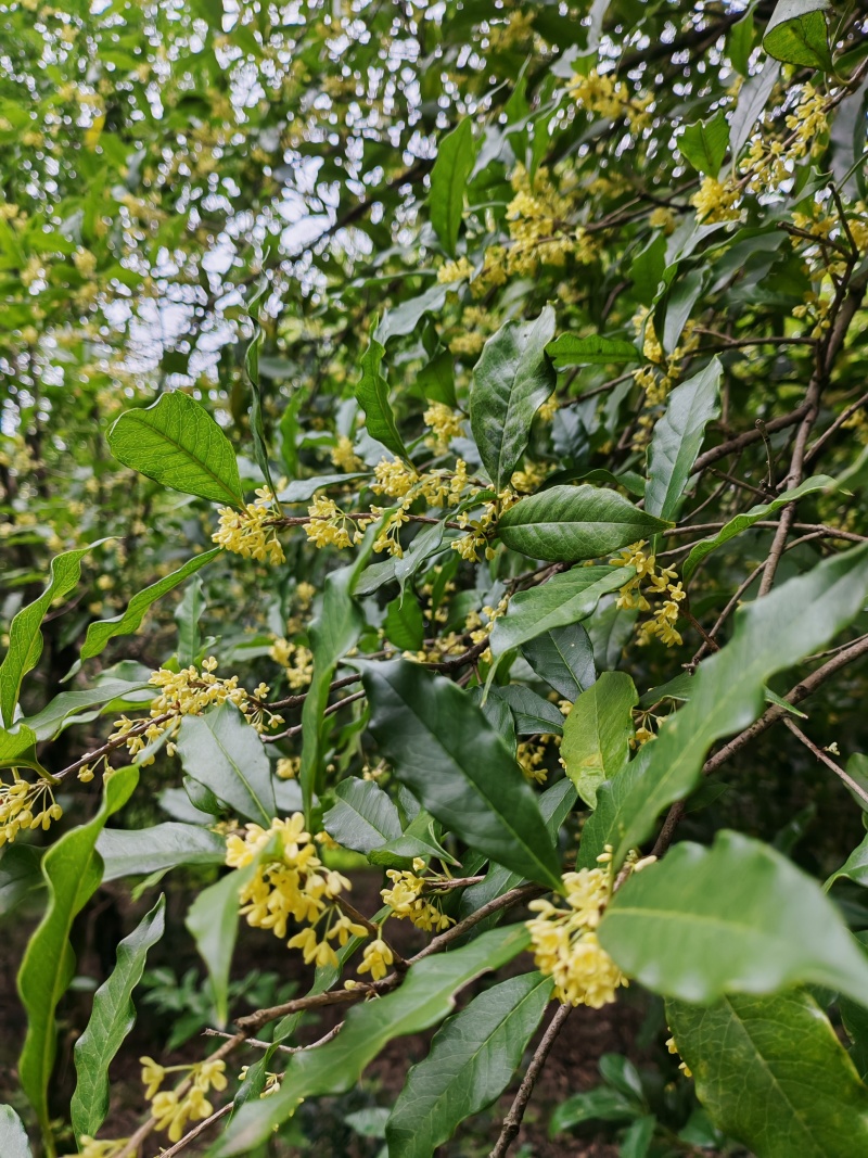 出售鲜桂花