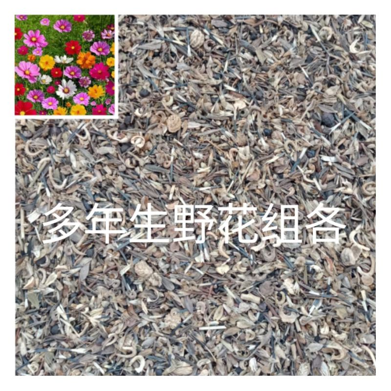 野花组合波斯菊格桑花花种籽子四季播种开花室内外易活太阳花