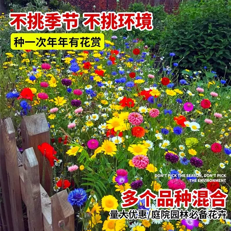 野花组合波斯菊格桑花花种籽子四季播种开花室内外易活太阳花