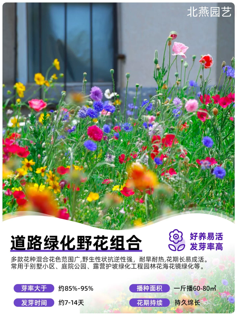 野花组合波斯菊格桑花花种籽子四季播种开花室内外易活太阳花