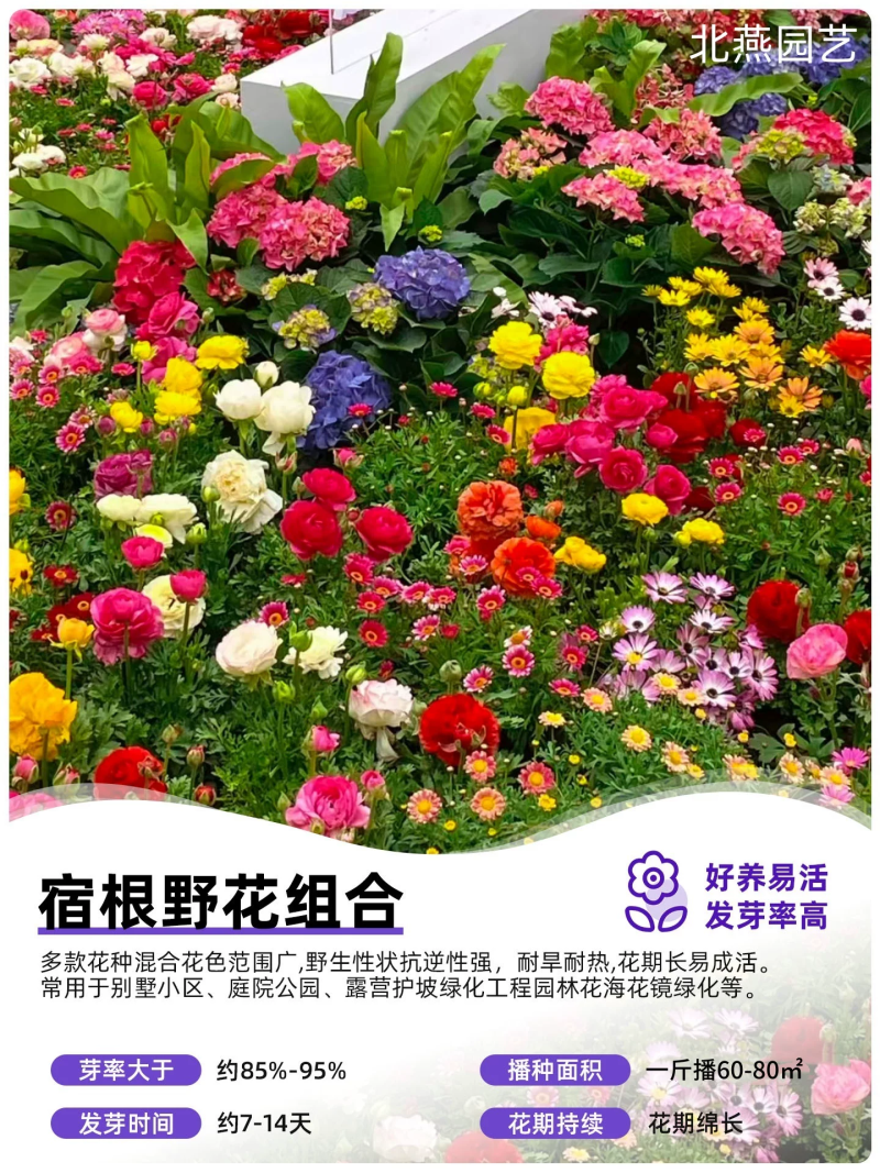野花组合波斯菊格桑花花种籽子四季播种开花室内外易活太阳花