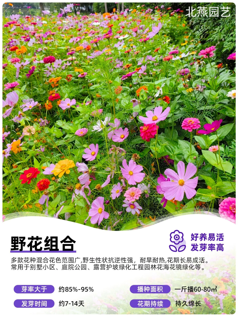 野花组合波斯菊格桑花花种籽子四季播种开花室内外易活太阳花