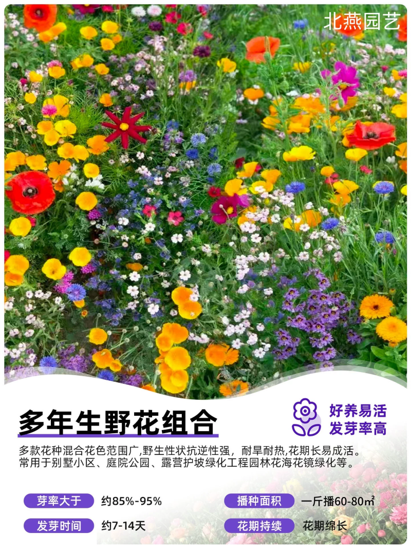 野花组合波斯菊格桑花花种籽子四季播种开花室内外易活太阳花