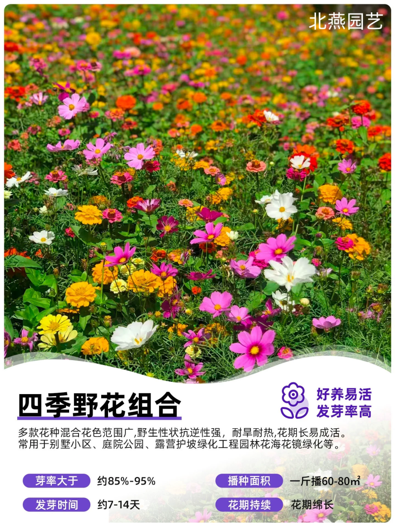 野花组合波斯菊格桑花花种籽子四季播种开花室内外易活太阳花
