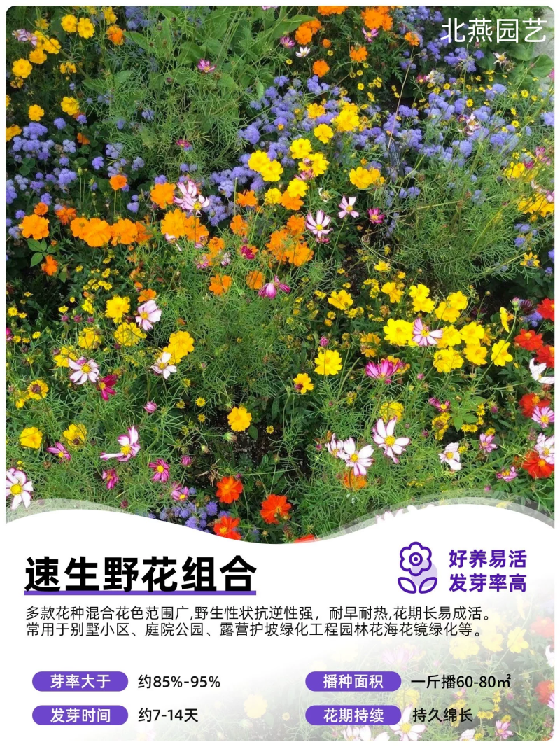 野花组合波斯菊格桑花花种籽子四季播种开花室内外易活太阳花