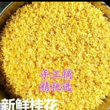 出售鲜桂花